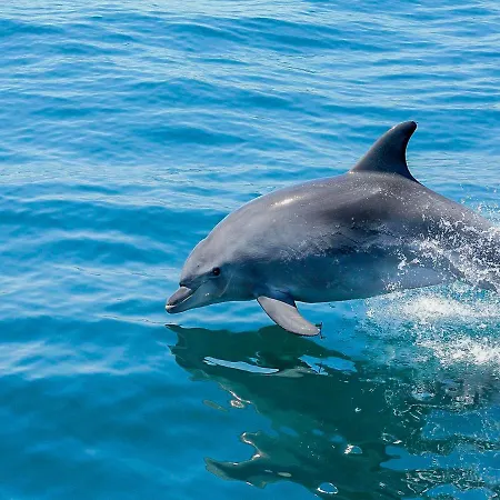 Luxury Walking Distance Gale Vila *